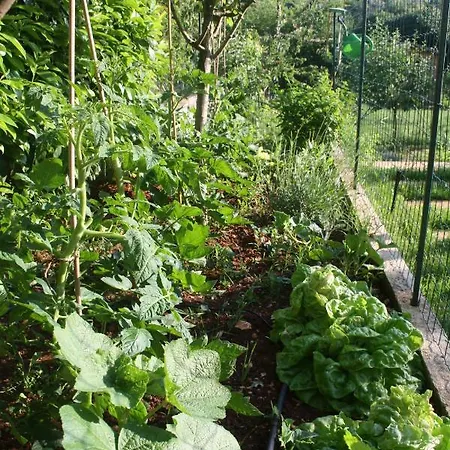 Lejlighed Green Garden Pula